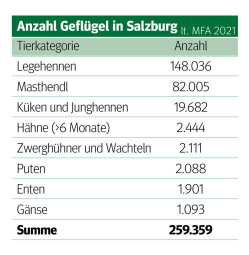 Klasse statt Masse heißt‘s bei Salzburgs Geflügelhaltern.png