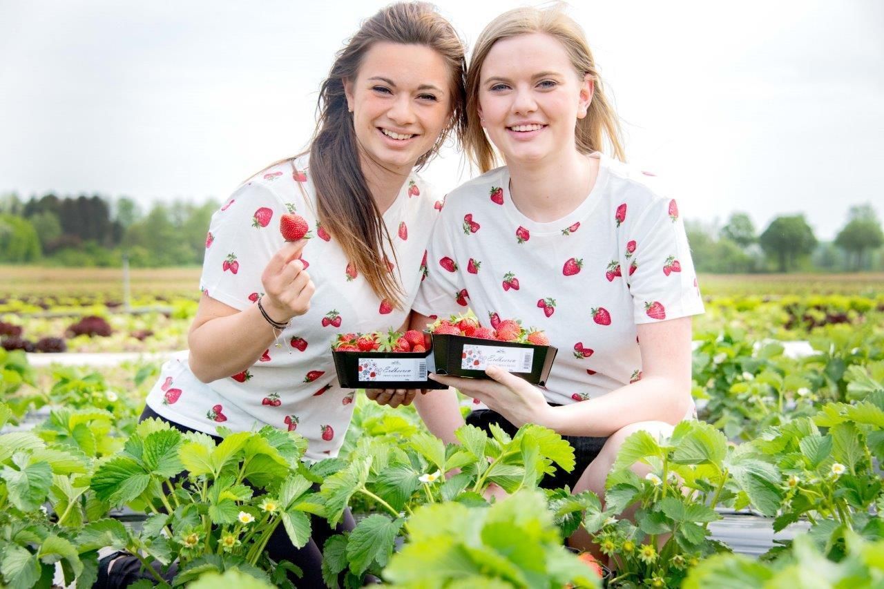 Erdbeerhof Tempelmayr in Gerersdorf startet in die Erdbeersaison © Eva Lechner/LK Niederösterreich Erdbeerhof Tempelmayr in Gerersdorf startet in die Erdbeersaison © Eva Lechner/LK Niederösterreich