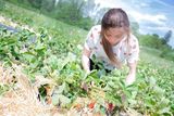 Erdbeerhof Tempelmayr in Gerersdorf startet in die Erdbeersaison