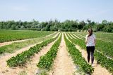 Erdbeerhof Tempelmayr in Gerersdorf startet in die Erdbeersaison © Eva Lechner/LK Niederösterreich