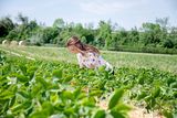 Erdbeerhof Tempelmayr in Gerersdorf startet in die Erdbeersaison © Eva Lechner/LK Niederösterreich