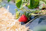 Erdbeerhof Tempelmayr in Gerersdorf startet in die Erdbeersaison