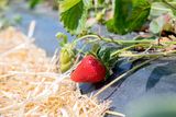 Erdbeerhof Tempelmayr in Gerersdorf startet in die Erdbeersaison © Eva Lechner/LK Niederösterreich Erdbeerhof Tempelmayr in Gerersdorf startet in die Erdbeersaison © Eva Lechner/LK Niederösterreich