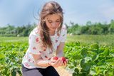 Erdbeerhof Tempelmayr in Gerersdorf startet in die Erdbeersaison © Eva Lechner/LK Niederösterreich Erdbeerhof Tempelmayr in Gerersdorf startet in die Erdbeersaison © Eva Lechner/LK Niederösterreich
