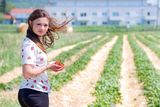 Erdbeerhof Tempelmayr in Gerersdorf startet in die Erdbeersaison © Eva Lechner/LK Niederösterreich Erdbeerhof Tempelmayr in Gerersdorf startet in die Erdbeersaison © Eva Lechner/LK Niederösterreich
