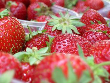 Erdbeeren © LK Vbg..jpg © LK Vbg.