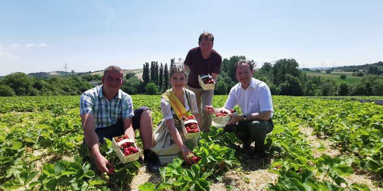 Jetzt geht’s los - Start der Wiesener Erdbeer-Haupternte (c) kaiser-lkburgenland.jpg © Kaiser/LK Burgenland