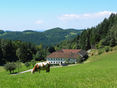 Kuh auf Weide vor Bauernhof © Häferl