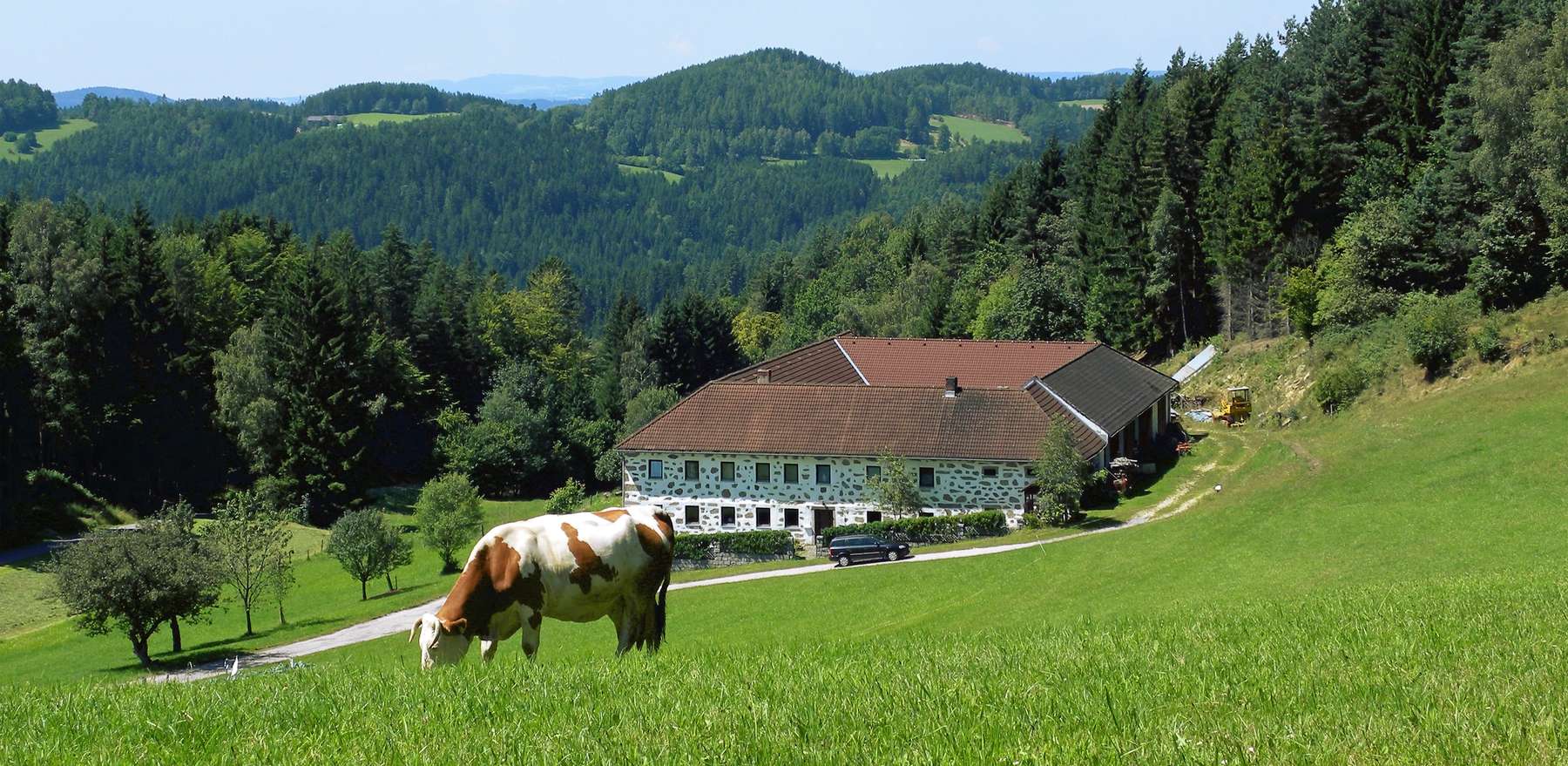 Kuh auf Weide vor Bauernhof