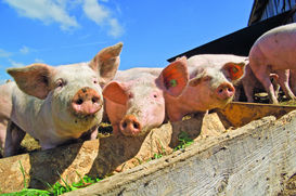 Alpschwein 4c© LK Vbg..jpg Alpschwein 4c© LK Vbg..jpg
