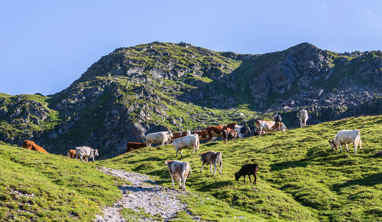 Kühe auf der Weide in den Bergen