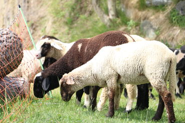 IMG_3190.jpg © LK Kärnten/Wilfried Pesentheiner IMG_3190.jpg © LK Kärnten/Wilfried Pesentheiner