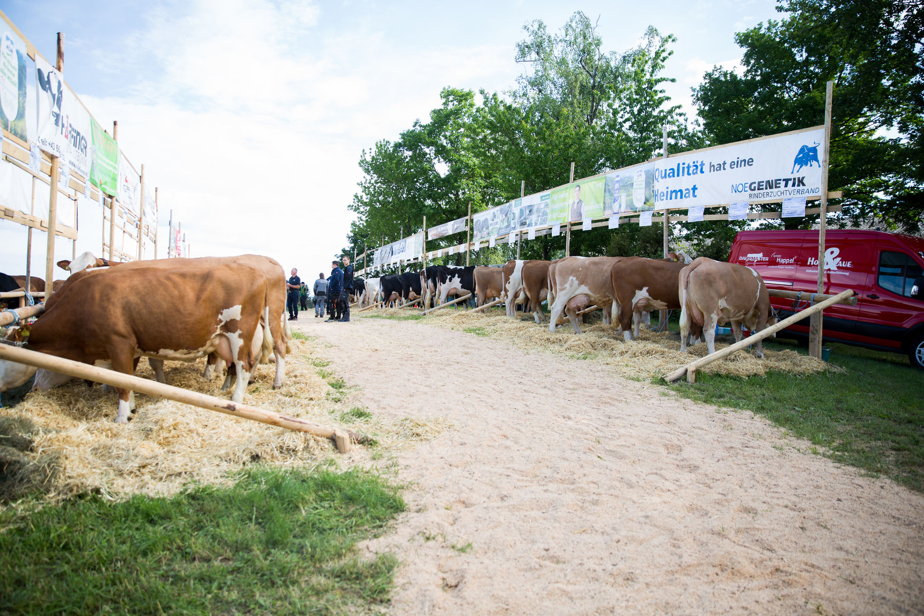 Rinderschau-1123_(c)BBK Melk/Derfler.jpg © BBK Melk/Derfler Rinderschau-1123_(c)BBK Melk/Derfler.jpg © BBK Melk/Derfler