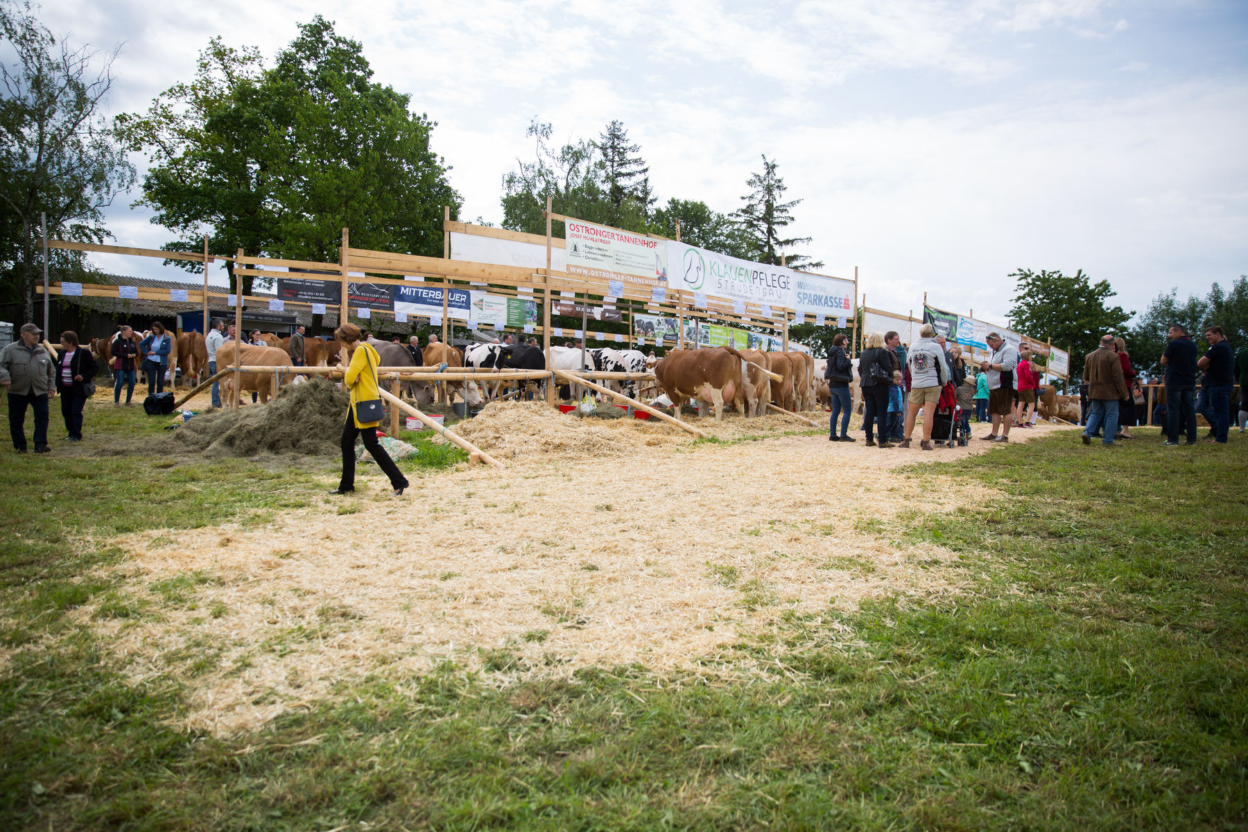 Rinderschau-1247_(c)BBK_Melk/Derfler.jpg © BBK Melk/Derfler Rinderschau-1247_(c)BBK_Melk/Derfler.jpg © BBK Melk/Derfler
