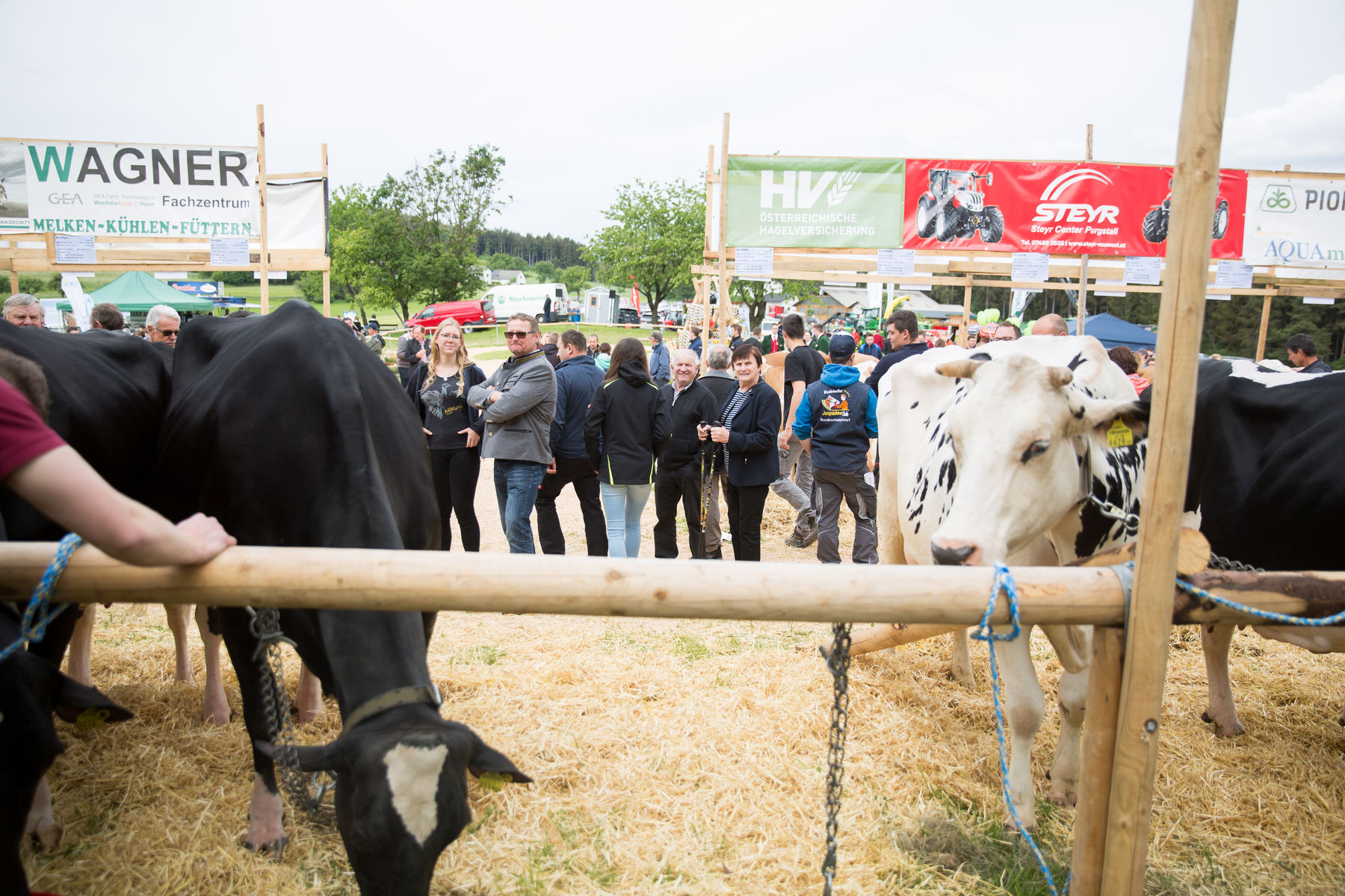 Rinderschau-1252.jpg Rinderschau-1252.jpg