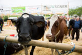 Rinderschau-1254_(c)BBK_Melk/Derfler.jpg © BBK Melk/Derfler Rinderschau-1254_(c)BBK_Melk/Derfler.jpg © BBK Melk/Derfler