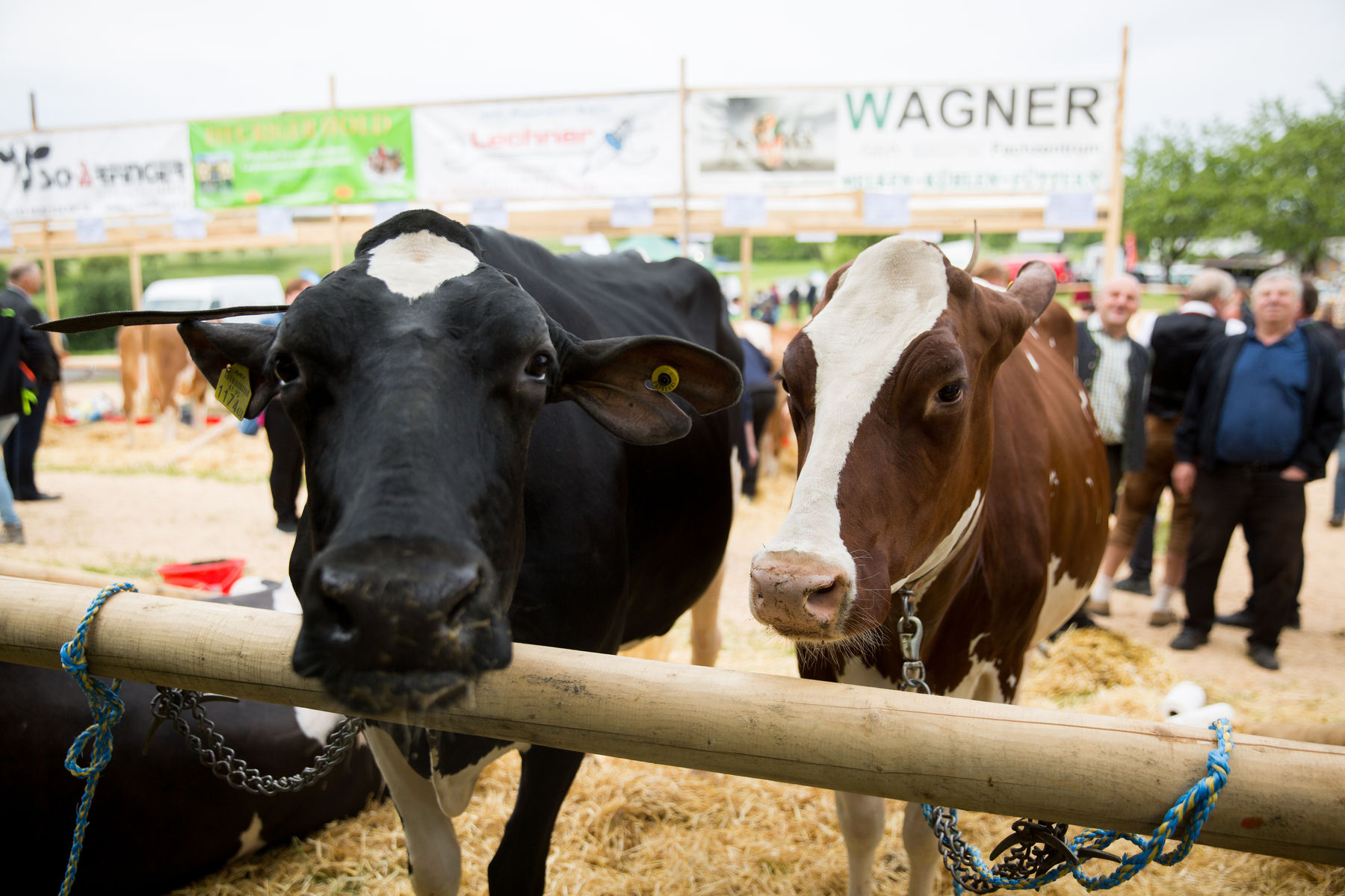 Rinderschau-1254_(c)BBK_Melk/Derfler.jpg © BBK Melk/Derfler Rinderschau-1254_(c)BBK_Melk/Derfler.jpg © BBK Melk/Derfler