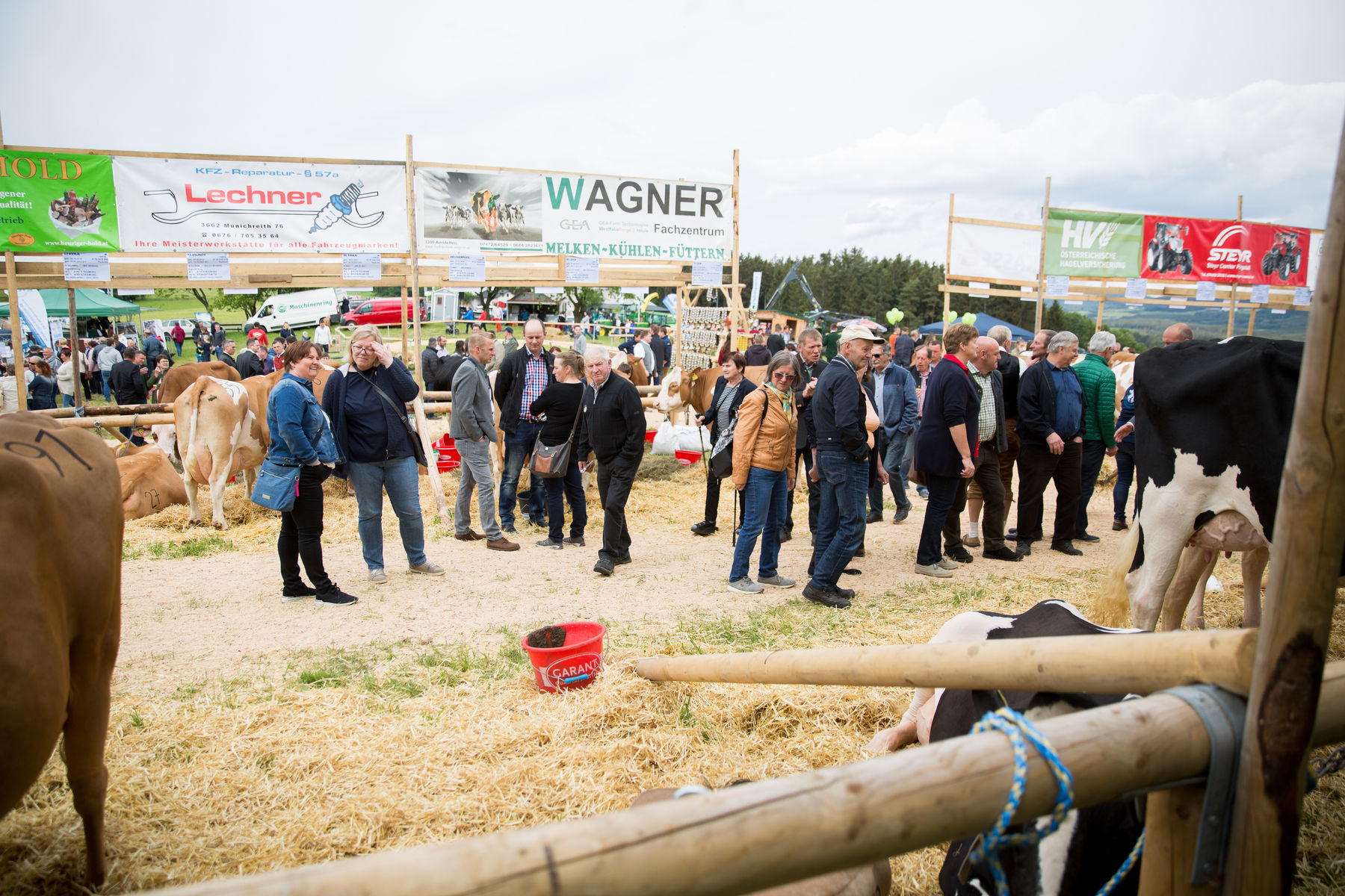 Rinderschau-1255_(c)BBK_Melk/Derfler.jpg © BBK Melk/Derfler Rinderschau-1255_(c)BBK_Melk/Derfler.jpg © BBK Melk/Derfler