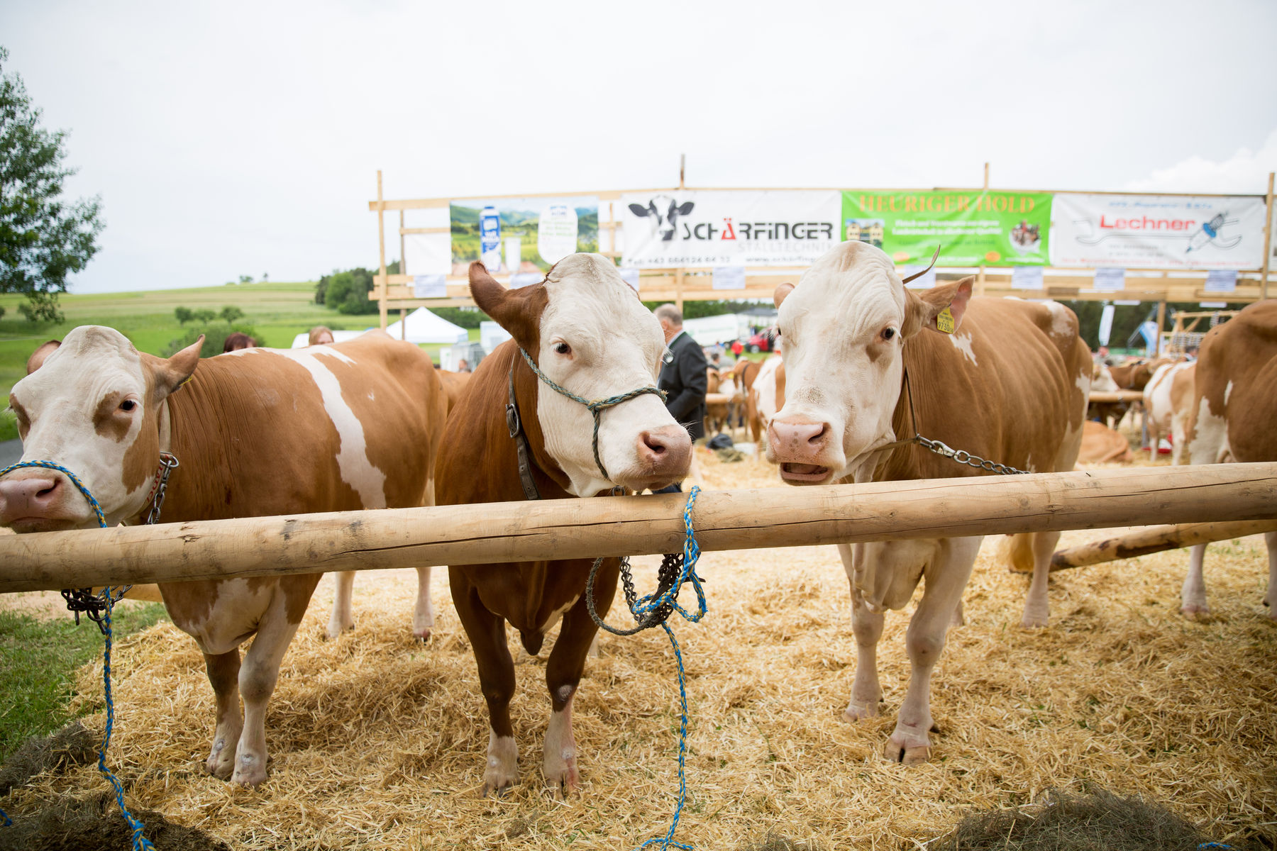 Rinderschau-1256_(c)BBK_Melk/Derfler.jpg © BBK Melk/Derfler Rinderschau-1256_(c)BBK_Melk/Derfler.jpg © BBK Melk/Derfler