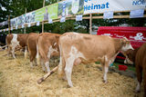 Rinderschau-1258_(c)BBK_Melk/Derfler.jpg © BBK Melk/Derfler Rinderschau-1258_(c)BBK_Melk/Derfler.jpg © BBK Melk/Derfler