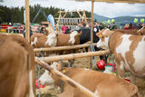 Rinderschau-1259_(c)BBK Melk/Derfler.jpg © BBK Melk/Derfler Rinderschau-1259_(c)BBK Melk/Derfler.jpg © BBK Melk/Derfler