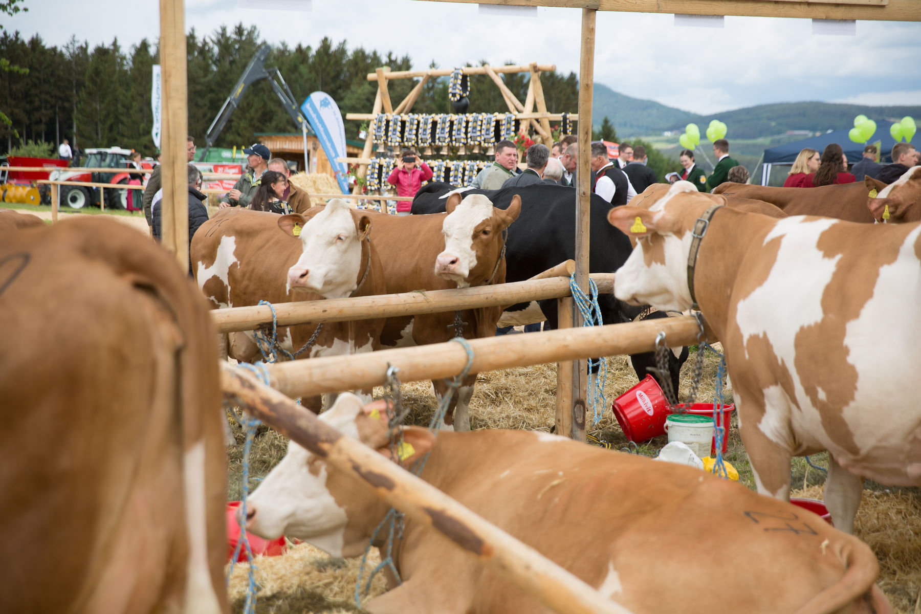 Rinderschau-1259_(c)BBK Melk/Derfler.jpg © BBK Melk/Derfler Rinderschau-1259_(c)BBK Melk/Derfler.jpg © BBK Melk/Derfler