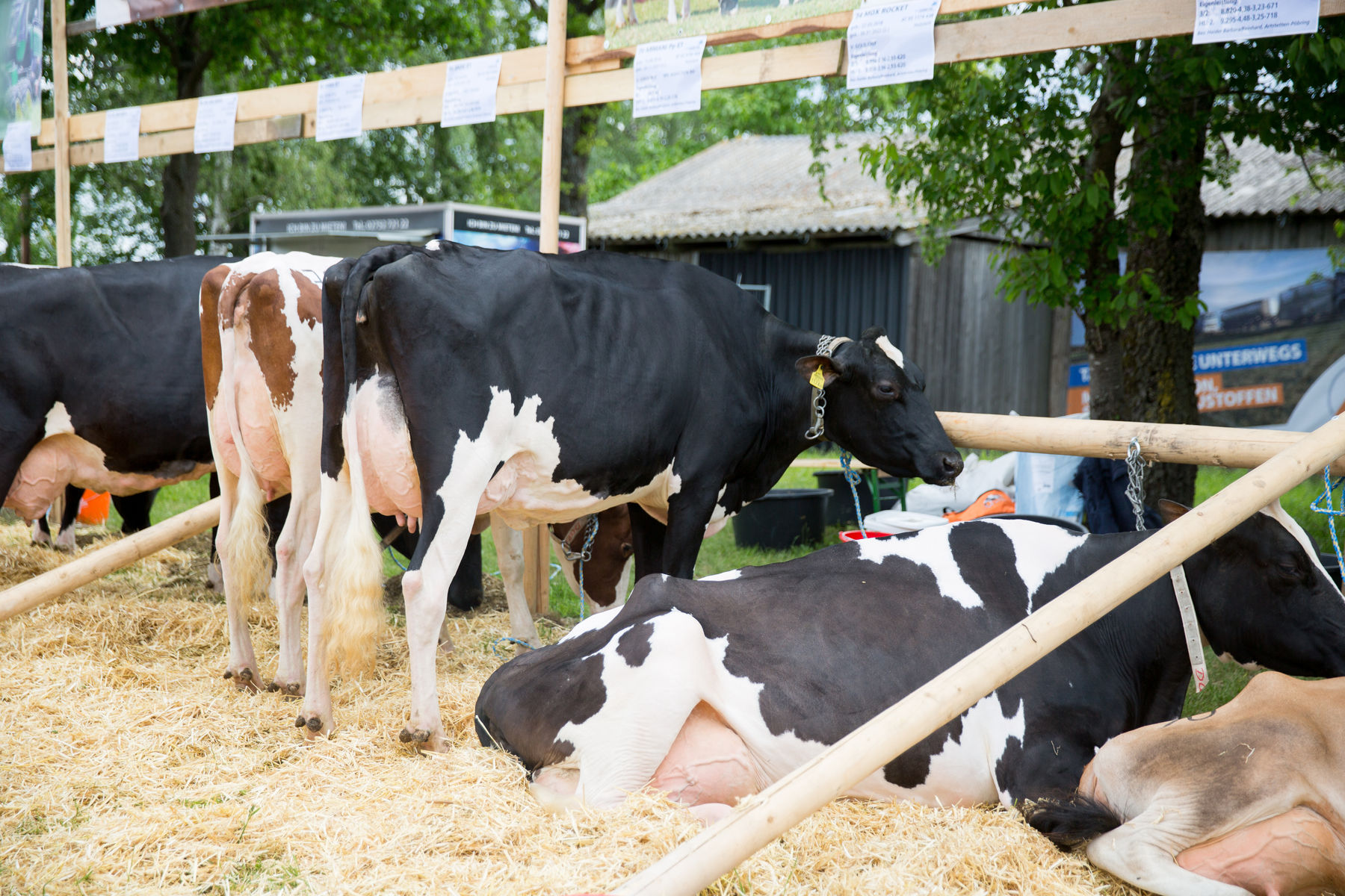 Rinderschau-1260_(c)BBK_Melk/Derfler.jpg © BBK Melk/Derfler Rinderschau-1260_(c)BBK_Melk/Derfler.jpg © BBK Melk/Derfler