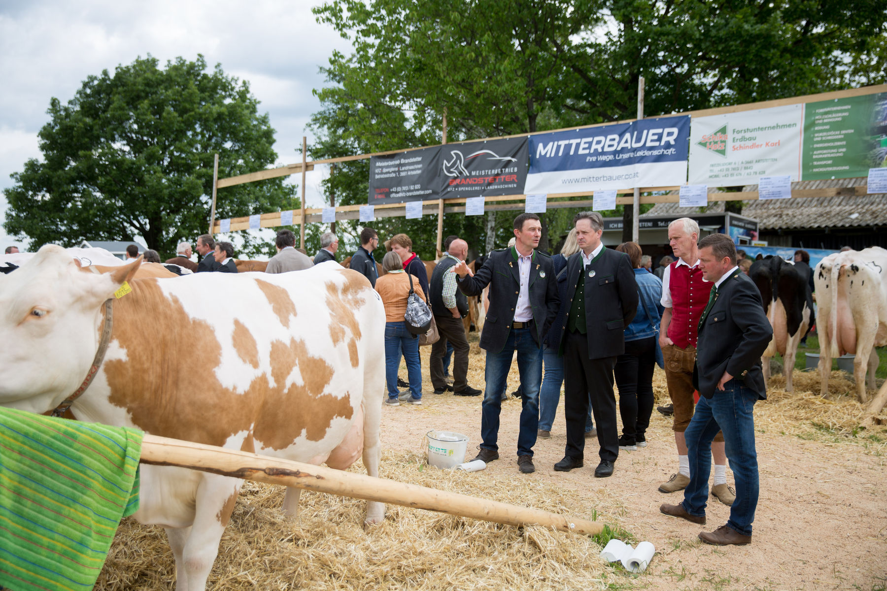 Rinderschau-1261_(c)_BBK_Melk/Derfler.jpg © BBK Melk/Derfler Rinderschau-1261_(c)_BBK_Melk/Derfler.jpg © BBK Melk/Derfler
