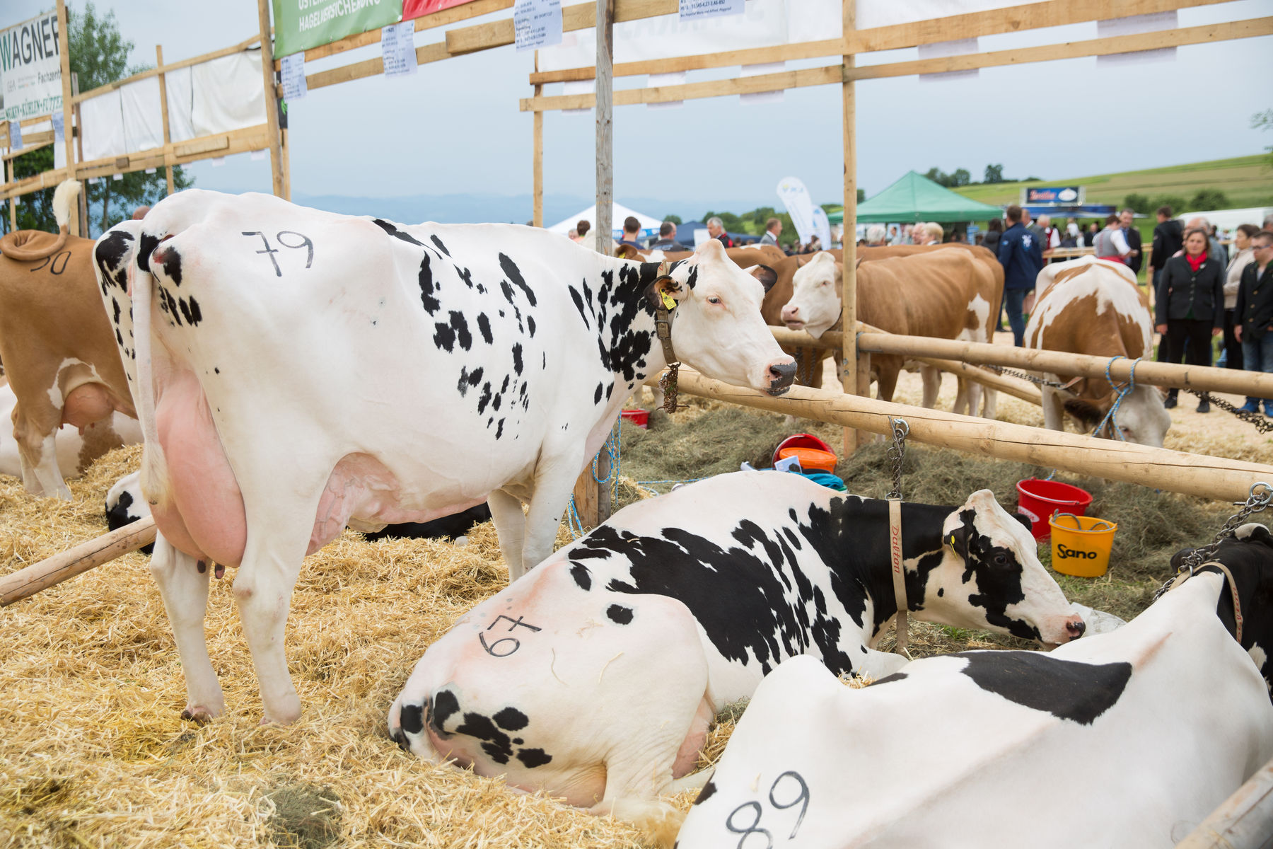 Rinderschau-1367_(c)BBK_Melk/Derfler.jpg © BBK Melk/Derfler Rinderschau-1367_(c)BBK_Melk/Derfler.jpg © BBK Melk/Derfler