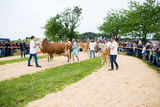 Rinderschau-1663_(c)BBK_Melk/Derfler.jpg © BBK Melk/Derfler Rinderschau-1663_(c)BBK_Melk/Derfler.jpg © BBK Melk/Derfler