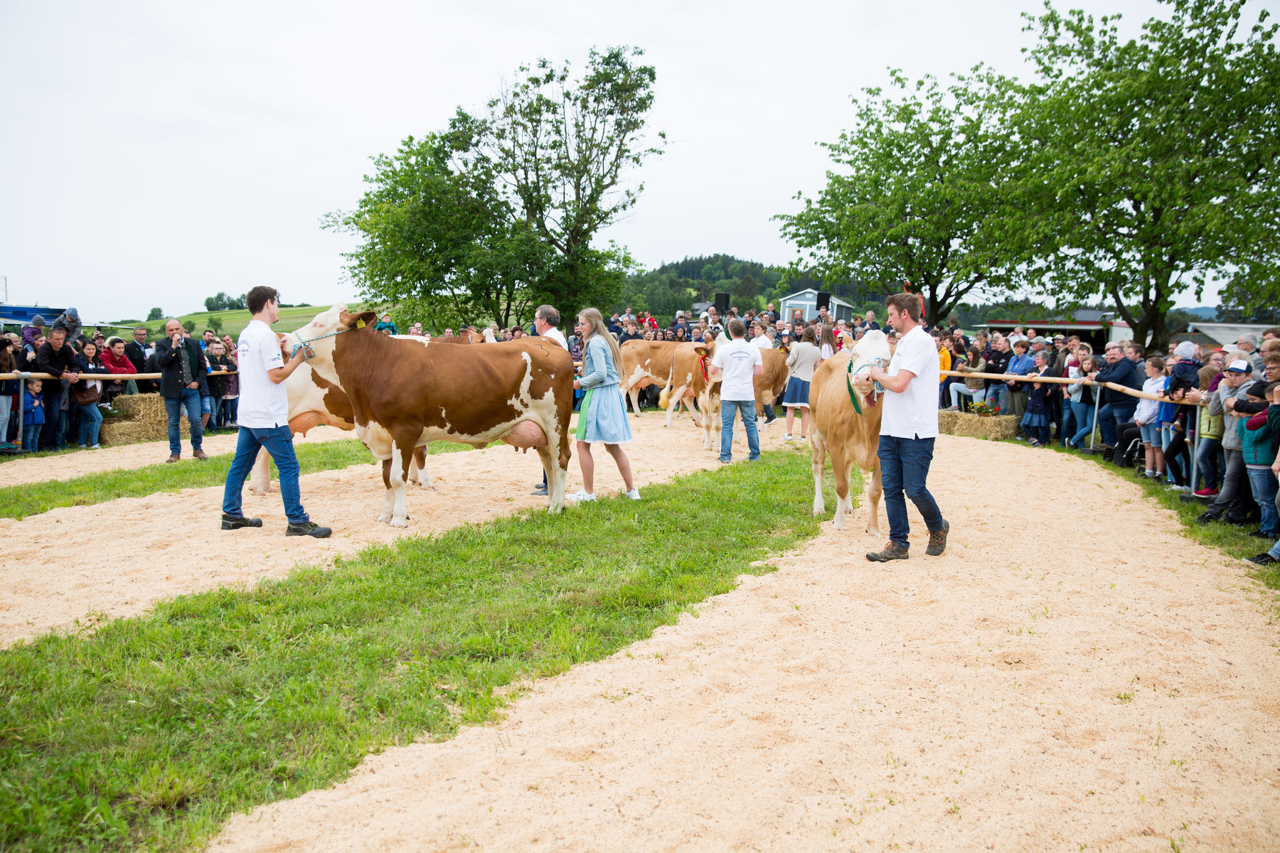 Rinderschau-1663_(c)BBK_Melk/Derfler.jpg © BBK Melk/Derfler Rinderschau-1663_(c)BBK_Melk/Derfler.jpg © BBK Melk/Derfler