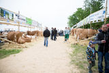 Rinderschau-1465_(c)_BBK_Melk/Derfler.jpg © BBK Melk/Derfler Rinderschau-1465_(c)_BBK_Melk/Derfler.jpg © BBK Melk/Derfler