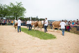 Rinderschau-1665_(c)_BBK_Melk.jpg © BBK Melk/Derfler Rinderschau-1665_(c)_BBK_Melk.jpg © BBK Melk/Derfler
