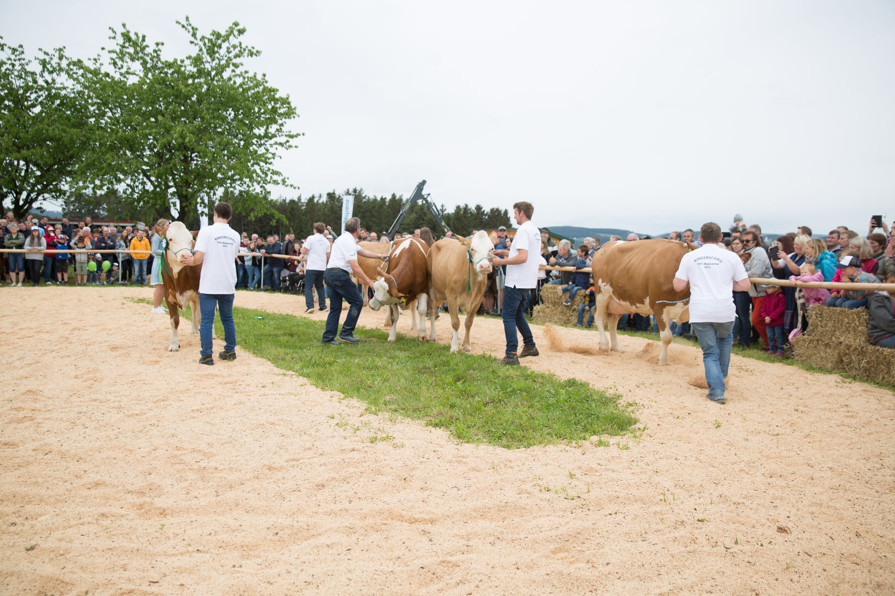 Rinderschau-1665_(c)_BBK_Melk.jpg © BBK Melk/Derfler Rinderschau-1665_(c)_BBK_Melk.jpg © BBK Melk/Derfler