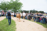 Rinderschau-1669_(c)BBK Melk/Derfler.jpg © BBK Melk/Derfler Rinderschau-1669_(c)BBK Melk/Derfler.jpg © BBK Melk/Derfler