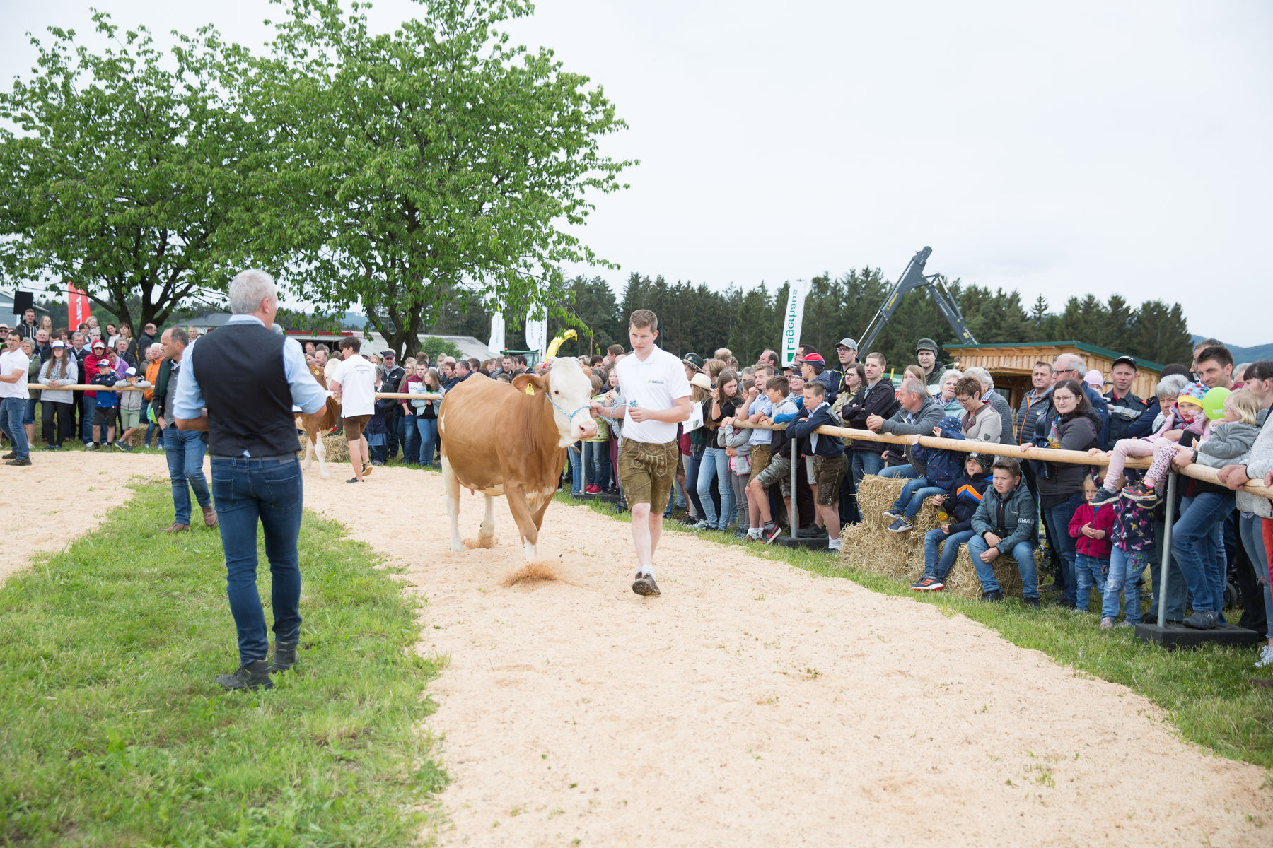 Rinderschau-1669_(c)BBK Melk/Derfler.jpg © BBK Melk/Derfler Rinderschau-1669_(c)BBK Melk/Derfler.jpg © BBK Melk/Derfler