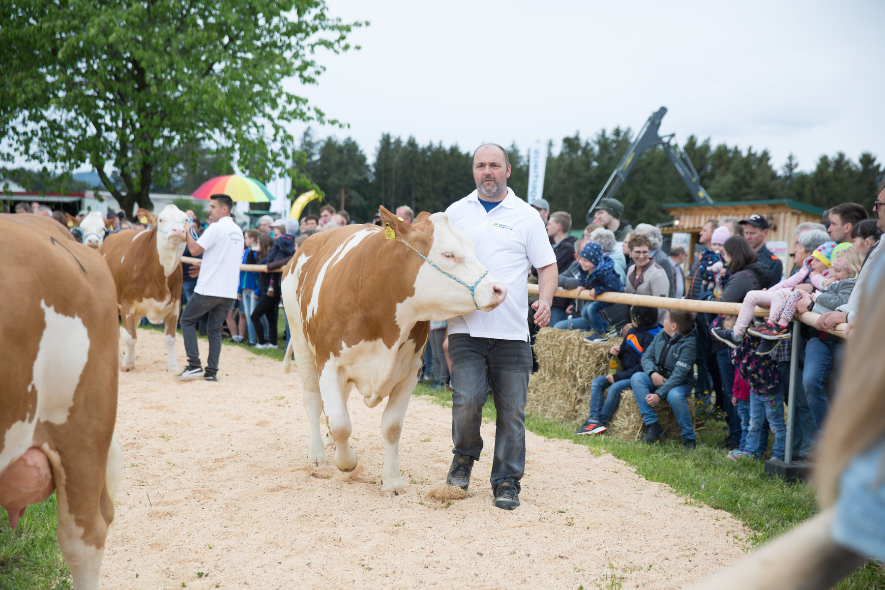 Rinderschau-1674_(c)BBK_Melk/Derfler.jpg © BBK Melk/Derfler Rinderschau-1674_(c)BBK_Melk/Derfler.jpg © BBK Melk/Derfler