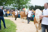 Rinderschau-1675_(c)BBK_Melk/Derfler.jpg © BBK_Melk/Derfler Rinderschau-1675_(c)BBK_Melk/Derfler.jpg © BBK_Melk/Derfler