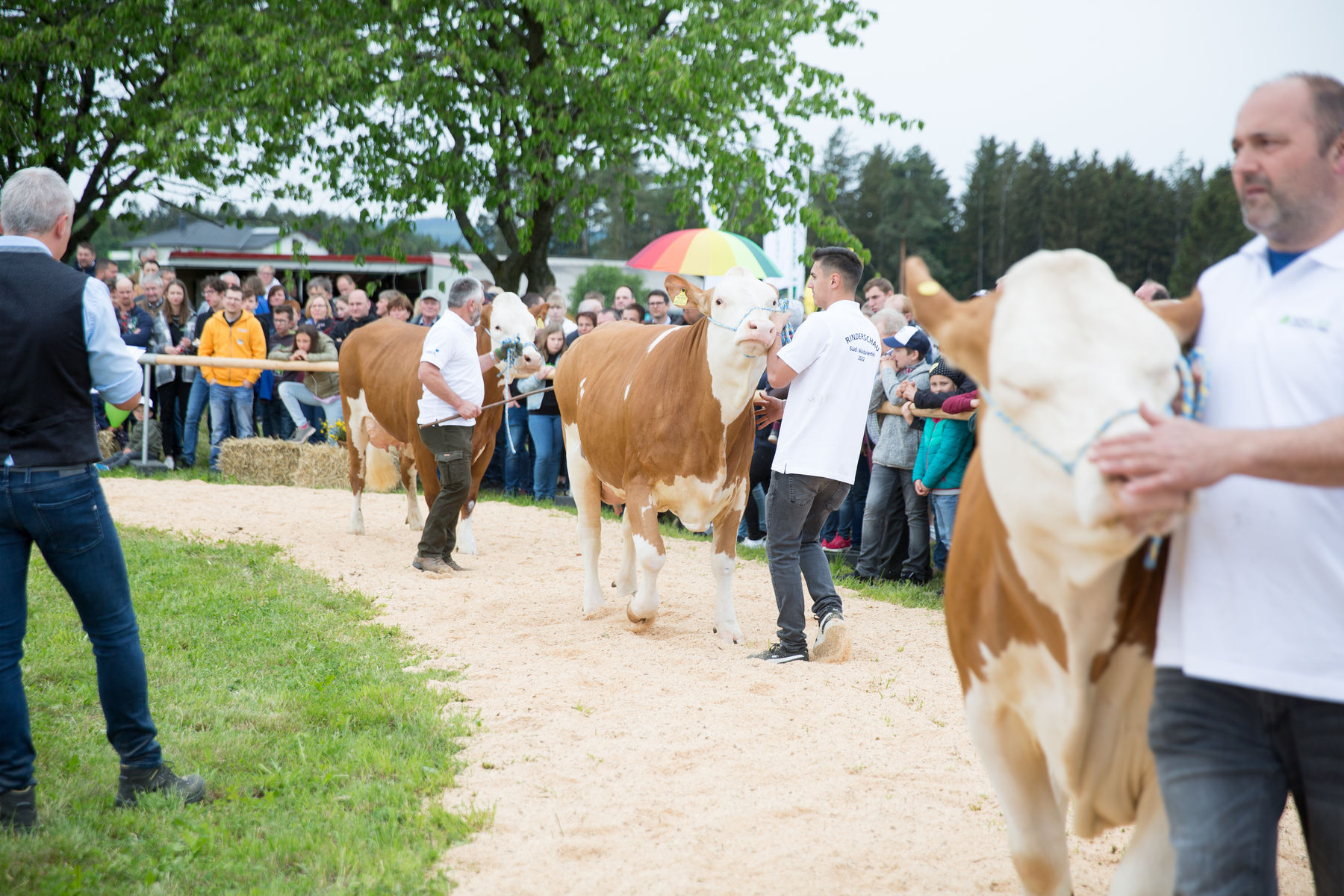 Rinderschau-1675_(c)BBK_Melk/Derfler.jpg © BBK_Melk/Derfler Rinderschau-1675_(c)BBK_Melk/Derfler.jpg © BBK_Melk/Derfler