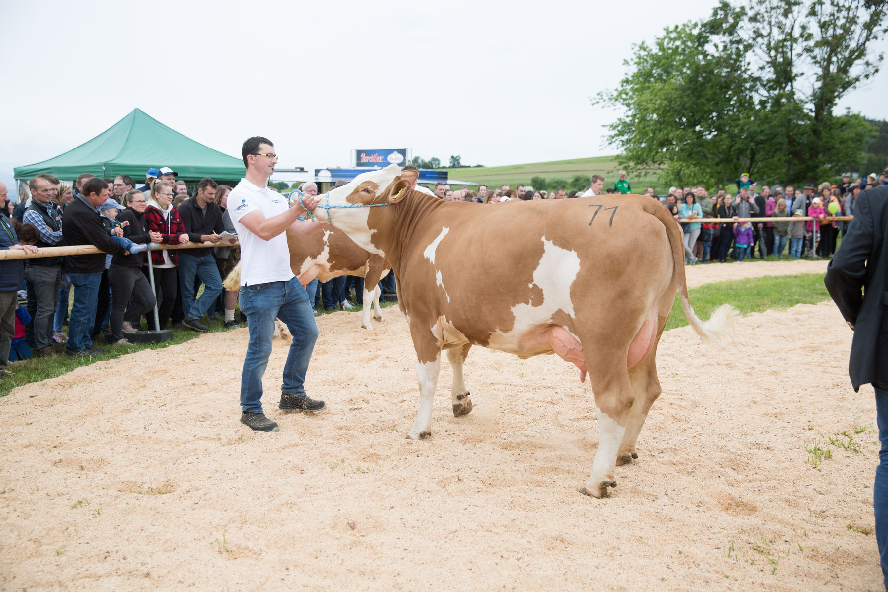 Rinderschau-1676_(c)BBK Melk/Derfler.jpg © BBK Melk/Derfler Rinderschau-1676_(c)BBK Melk/Derfler.jpg © BBK Melk/Derfler