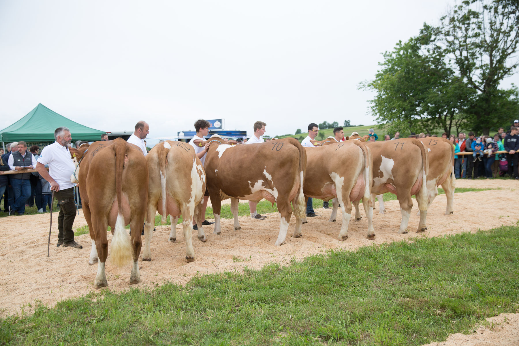Rinderschau-1704_(c)BBK_Melk/Derfler.jpg © BBK Melk/Derfler Rinderschau-1704_(c)BBK_Melk/Derfler.jpg © BBK Melk/Derfler