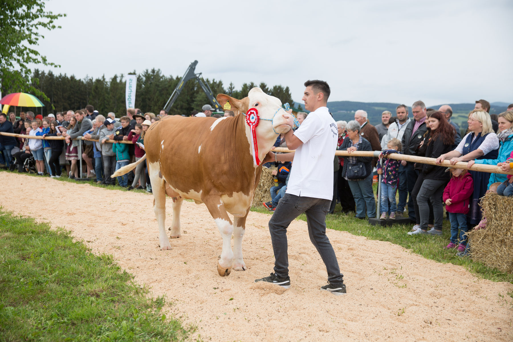 Rinderschau-1716_(c)BBK Melk_Derfler.jpg © BBK Melk/Derfler Rinderschau-1716_(c)BBK Melk_Derfler.jpg © BBK Melk/Derfler