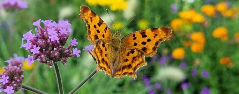 Landwirttschaftskammer Niederösterreich verleiht Biodiversitätspreis an Gemeinden © LK Niederösterreich