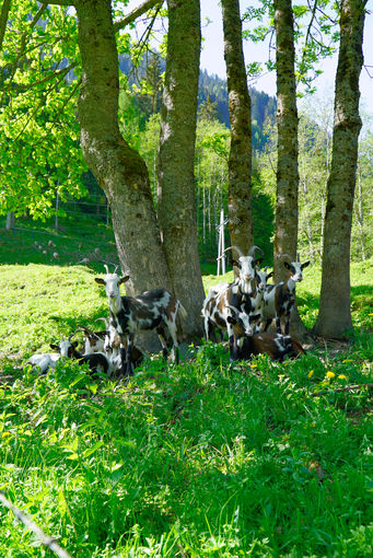 Von der Nebenrolle zur Hauptrolle – Schattergut in Rauris.jpg