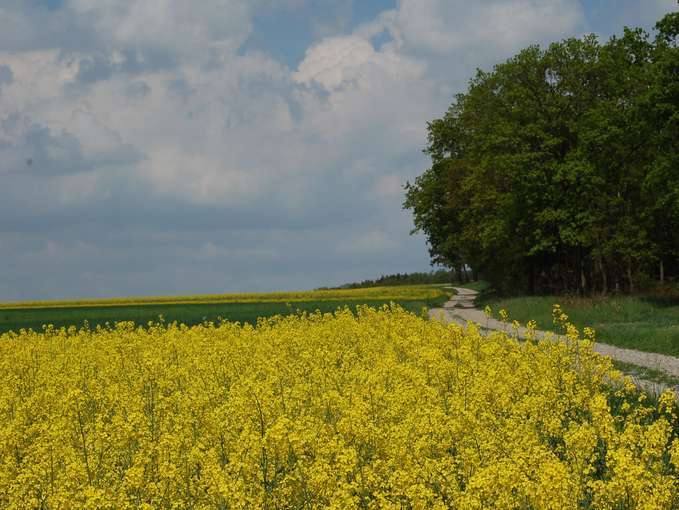 Rapsblüte.jpg © Mag. Harald Schally/LK Niederösterreich