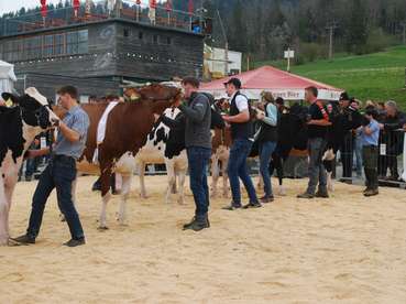 Titel © Vorarlberg Rind (Mittel).jpg © Vorarlberg Rind