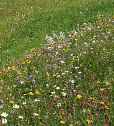 Wiese mit bunten Blumen