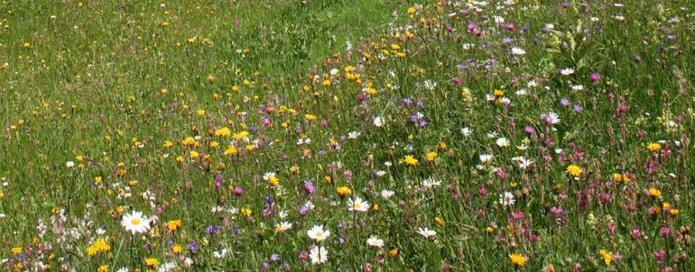 Wiese mit bunten Blumen