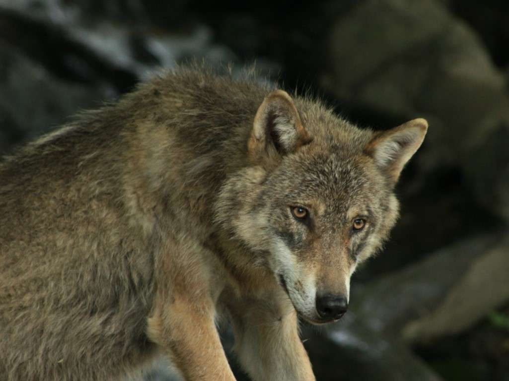 Wolf Hubert Schatz  (Mittel).jpg © Hubert Schatz Wolf Hubert Schatz  (Mittel).jpg © Hubert Schatz