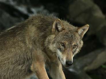 Wolf Hubert Schatz  (Mittel).jpg © Hubert Schatz Wolf Hubert Schatz  (Mittel).jpg © Hubert Schatz